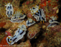   Chromodoris Dianae orgy eggs. Photo taken under Seaventures Dive Resort Rig July 2011. eggs 2011  
